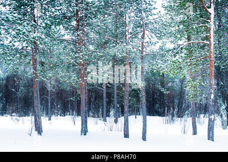 Snowcovered forêt de pins en Norvège au cours de la nuit polaire, Balsfjord, la Norvège. Banque D'Images