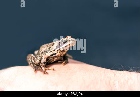 Mince, de couleur rouge-brun Moor frog (Rana arvalis) assis sur une main d'homme. Cet amphibien semi-aquatique est un membre de la famille des Ranidés, ou des grenouilles véritables. Banque D'Images