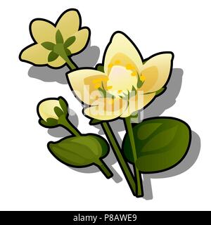Des fleurs jaunes ou caltha Caltha palustris isolé sur fond blanc. Cartoon Vector illustration close-up. Illustration de Vecteur