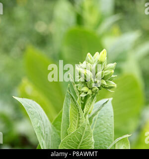 La floraison du tabac pris libre. Banque D'Images