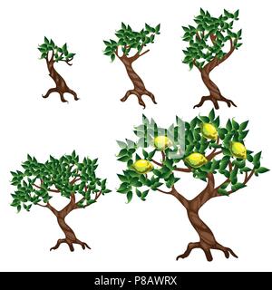 Les étapes de la croissance d'un citronnier isolé sur fond blanc. Cartoon Vector illustration close-up. Illustration de Vecteur