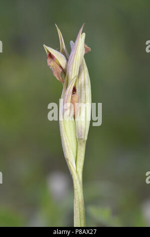 Petite fleur Orchidée Serapias parviflora - langue maternelle Banque D'Images