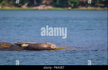 Phoque commun (Phoca vitunlina) transporte sur des rochers le long de la rivière Damariscotta, Maine, par un après-midi ensoleillé Banque D'Images