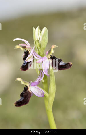 L'orchidée abeille - Bertoloni Ophrys bertolonii Banque D'Images