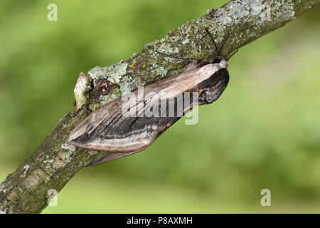 Privet Hawk-moth - Sphinx ligustri Banque D'Images