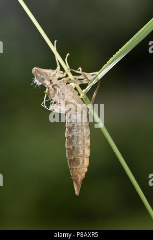 Libellule Anax imperator empereur - peau  = exuvie larvaire Banque D'Images