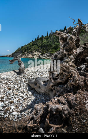 Vieil olivier sur Orkos Beach, Lakka, Paxos. Banque D'Images