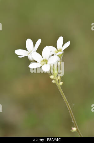 Saxifrage Saxifraga granulata - Meadow Banque D'Images