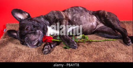 Couchage chien dans un tapis brun tenant une rose rouge Banque D'Images