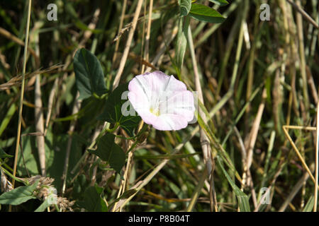 Convolvulus arvensisL.Le liseron des champs et entrelace l'emporte sur les espèces indigènes. Elle est en concurrence avec d'autres espèces pour le soleil, l'humidité et les éléments nutritifs. Banque D'Images