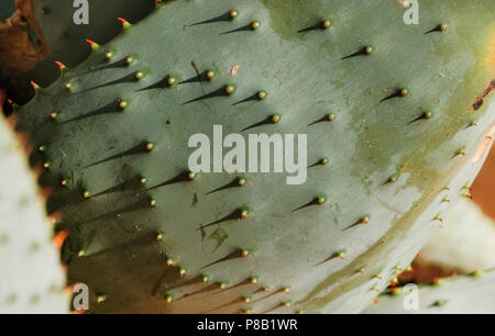 Grand -Aloe ferox aloe amer-feuille ,funny ombres sur la surface des feuilles d'aloès ,effet graphique , Banque D'Images