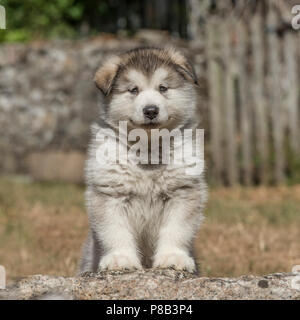 Chiot malamute d'Alaska Banque D'Images