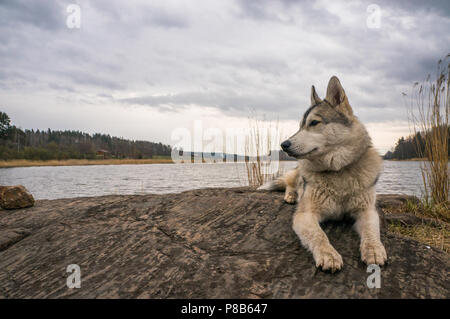 Vue rapprochée de chien malamute reposant sur le roc près de la rivière Banque D'Images