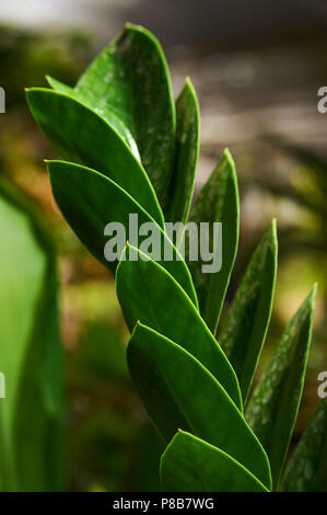 Feuilles de plantes non identifiées Banque D'Images