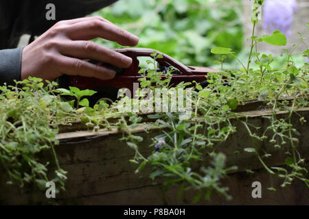 Hand holding toy miniature voiture sur vieux mur avec des plantes. Focus sélectif. Banque D'Images