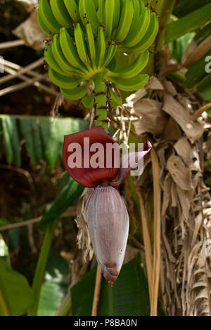 Banane (Musa acuminata) montrant inflorescence. Le bananier peut être utilisé pour faire de la bière, du papier, du vin, et est une source de fibres, minéraux et vitamines Banque D'Images