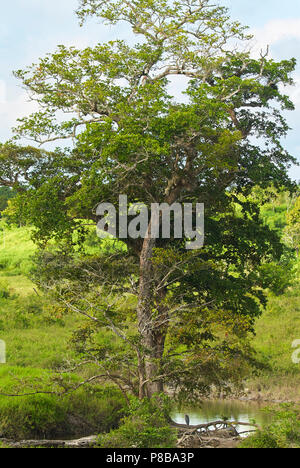 Arbre isolé non identifié, et ce qui semble comme une aigrette tricolore en bas à droite, quelque part dans la Réserve de biosphère de Calakmul, Campeche, Mexique. Banque D'Images