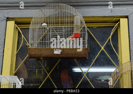 Rusty cage à oiseaux sur vieille fenêtre et parrot derrière une vitre sale à l'extérieur. Banque D'Images