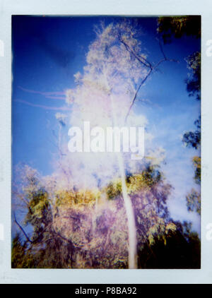 Tremble et ciel bleu double exposition faite avec la caméra. Lo-fi paysage flou coloré photo tachée. Banque D'Images