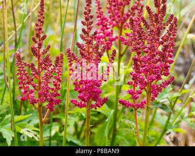 Fleur rose foncé midsummer panicules de la fausse barbe, Astilbe 'Thunder and Lightning' Banque D'Images