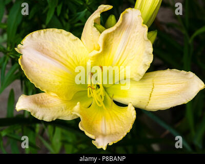 Grandes fleurs parfumées de la mi-été jaune pâle d'hémérocalles tétraploïde, Hemerocallis 'Snowy Apparition' Banque D'Images