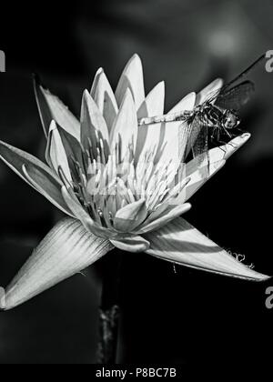 The Woodlands TX USA - 5 juin 2018 - Libellule sur Water Lily 2 en B&W Banque D'Images