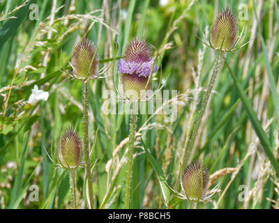 Cardère plante. RSPB de Newport. Banque D'Images