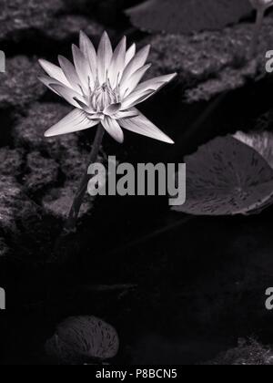The Woodlands TX USA - 5 juin 2018 - Lily in Pond Soft en B&W Banque D'Images