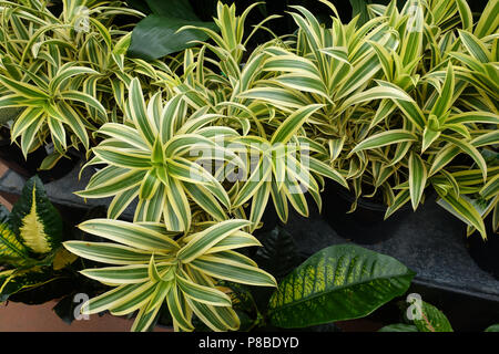 Pleomele reflexa ou connu sous le nom de Song of India Pleomele reflexa ou connu sous le nom de Song of India plantes Banque D'Images