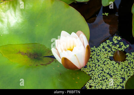 Une nouvelle fleur de nénuphar rose pâle dans le soleil d'été Banque D'Images