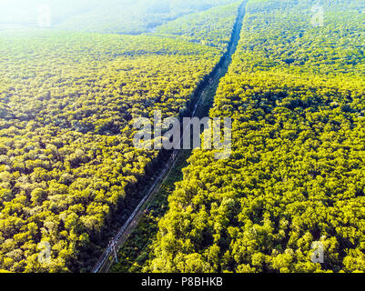 Electro posts au milieu d'une dense forêt verte Banque D'Images