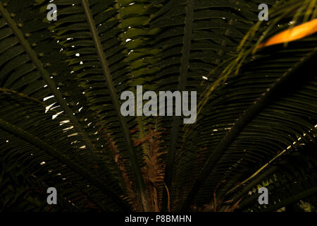 Dioon spinulosum gomme (Palm) Banque D'Images