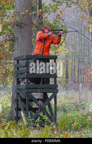 Big game hunter habillés en orange en fait masquer visant et tir cerfs dans forêt durant la saison de chasse à l'automne Banque D'Images