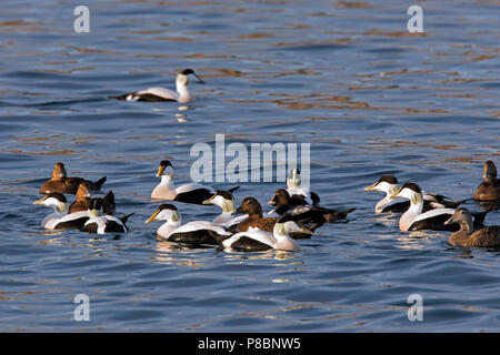 L'eider à duvet (Somateria mollissima) troupeau avec les hommes et les femmes natation en mer Banque D'Images