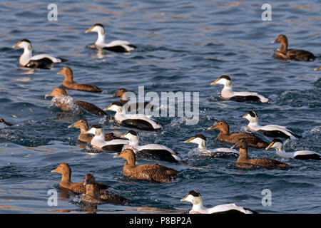 L'eider à duvet (Somateria mollissima) troupeau avec les hommes et les femmes natation en mer Banque D'Images