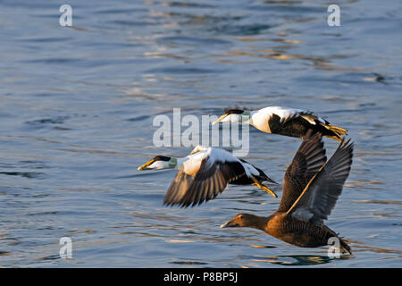 L'eider à duvet (Somateria mollissima) troupeau avec les hommes et les femmes qui décolle à partir de l'eau en mer Banque D'Images