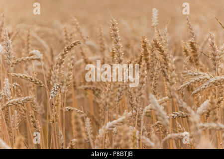 Un champ avec de nombreuses branches Banque D'Images
