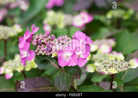 L'Hydrangea serrata 'Tuff Stuff' fleurs. Banque D'Images