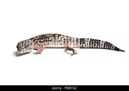 Lézard. Gecko léopard. Close-up of a leopard gecko, isolé sur fond blanc. Banque D'Images