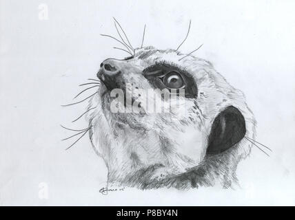 Portrait meerkat Banque D'Images