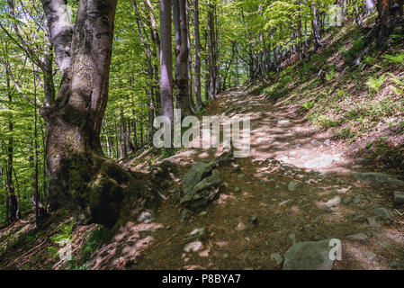 Les hêtres sur un sentier de village à Wetlina Wetlina Prairies dans l'ouest de Bieszczady en Pologne Banque D'Images