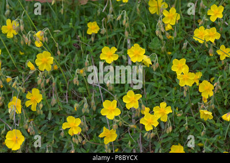 Rock commun-rose, Helianthemum nummularium, la floraison de fleurs jaunes sur le sol, juin chalk downland Banque D'Images