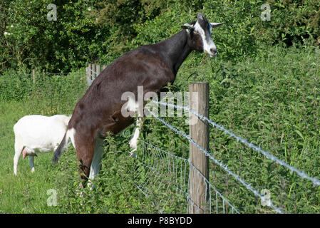 Une croix, Toggenburg chèvre noir et blanc essayant de se nourrissent d'orties et autres plantes dans un champ adjacent, Berkshire, juin Banque D'Images