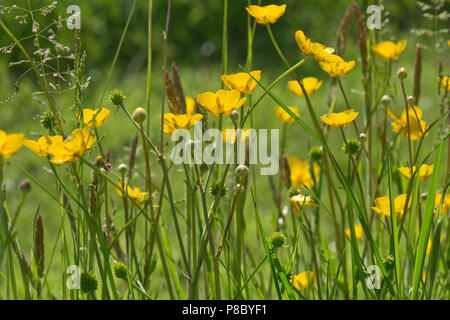 Champ de fleurs jaune vif, renoncule Ranunculus acris, avec d'autres fleurs des prés en été, Berkshire Banque D'Images