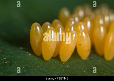 Oeufs de coccinelle arlequin, Harmonia axyridis, sur une feuille de fraisier Banque D'Images