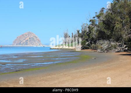 Californie, États-Unis - vue de la côte du Pacifique. Morro Bay State Park (comté de San Luis Obispo). Banque D'Images