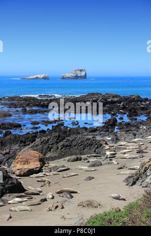 Californie, États-Unis - éléphant de Piedras Blancas rookery près de San Simeon. Banque D'Images