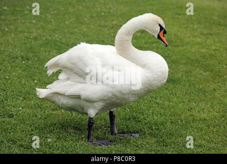 Berlin, Allemagne, Hoeckerschwan Banque D'Images