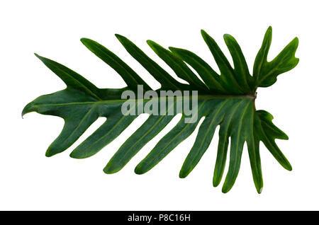 Feuilles feuilles de monstera isoler avec feuilles sur fond blanc sur blanc Banque D'Images