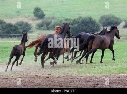 Gestuet Ganschow, Juments et Poulains galop sur l'Alpage Banque D'Images